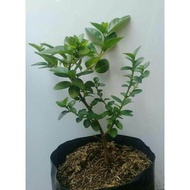 Bahan bonsai sancang (ORIGINAL)