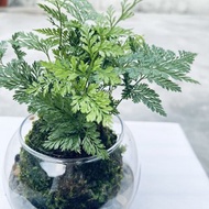 兔腳蕨 l 植物苔球 蕨類 室內植栽 禮物