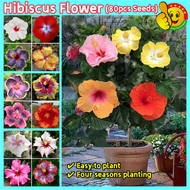 100% Original Mixed Colors Hibiscus Flower Seeds for Sale (Fresh 80pcs Seeds) Benih Pokok Bunga Raya Giant Hibiscus Plant Seeds Garden Flowering Plants Seeds Indoor Bonsai Seed Flower Seeds for Planting Hibiscus Live Plant Air Plant Flowers Seedlings