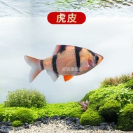 Ikan besar berwarna merah dan hijau, ikan hiasan air tawar kecil, mudah dijaga, ikan tropika, ikan r