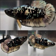 Ikan cupang female avatar cooper Top Grade siap breed