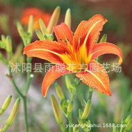 Ready Stock Quick Shipment Big Flower Hemerocallis Seed Golden Doll Hemerocallis Seed Seed Yellow Fl