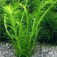 Hydrilla / Egeria Densa Aquarium Water Plant 蜈蚣草