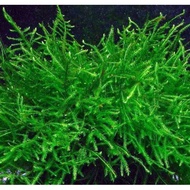 Java Moss Taxiphyllum Barbieri Live Aquarium Plants (7x7cm/14x14cm Clump)