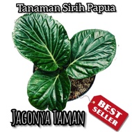 PROMO Tanaman Hias Sirih Papua / Tanaman Anthurium Papua / Pohon Sirih Gading Papua Murah