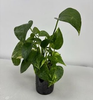 黃金葛盆栽