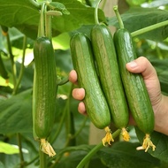 Dutch F1 Cucumber Seeds 8pcs /Benih Buah Timun 荷兰无刺小黄瓜种子F1