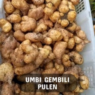 UMBI GEMBILI MENTAH UBI GEMBILI JAHE FRESH MANIS GEMBILI KETAN PULEN GEMBILI MENTAH MAKANAN TRADISIO