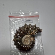 CRYSTAL AMMONITE Madagascar Original HQ