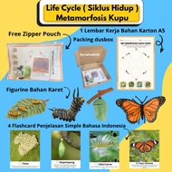 Life Cycle Figures Set | Miniature Live Cycle Animal Butterfly Frog Bee Ladybug Mosquito Live Cycle 