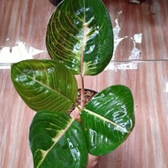 Tanaman Hias Aglaonema Black Moonlight Gerhana