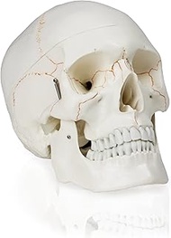 Walter Products B10226 Skull with Blood Vessels (3 Parts), Life Size, 5Height, 4.5" Wide, 7" Length