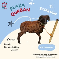 Hewan Qurban/ Kurban Domba Eksklusif Bandung
