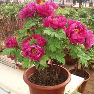 พีโอนี่ เมล็ดดอกไม้ Mix Colors Rare Peony Flower Seeds เมล็ดบอนสี บอนสีหายาก เมล็ดพันธุ์ Garden Bonsai plants ต้นไม้มงคล พันธุ์ดอกไม้ ต้นไม้ฟอกอากาศ ไม้ประดับ ต้นไม้ตกแต่ง ดอกไม้จริง บอนไซ ต้นไม้ ของแต่งสวน บรรจุ 20 เมล็ด คุณภาพดี ราคาถูก ของแท้ 100%