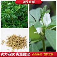 Four Seasons Easy-Growing Fenugreek Seeds Medium Material Seeds Fenugreek Seeds Vanilla Seeds Fragra