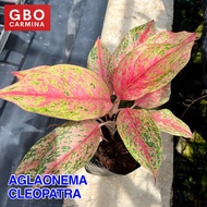 Aglaonema - Cleopatra | Live Plant | Aglao (NO POT)