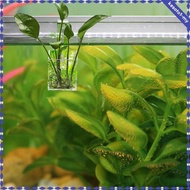 [KesotoafMY] Aquarium Planter Cup Acrylic Plant Stand Accessories Decoration