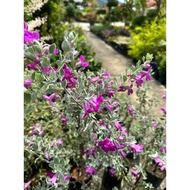 Pokok Texas Sage / tahan panas / pokok hidup