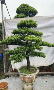 菊花羅漢松5尺 (開花植物，觀葉植物，盆景，室內，戶外，室外，夠光，花園，天台)