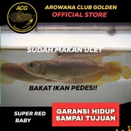 Ikan Hidup Arwana Super Red / Arowana Super Red Kecil Baby
