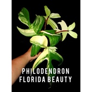 Philodendron Florida Beauty Variegated