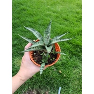 Snake Plant Hybrid - Sanseviera Gabriela