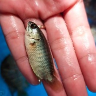 Bibit Ikan Betok - Papuyu