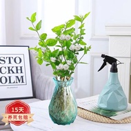 Beautiful Hydroponic Plant Jasmine Flower Green Plant Pot Flower Pot Plant