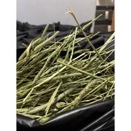 Fish🩵US soft Timothy Hay Single Compress- Premium First Cut + Single Compress