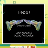 ikan Hias Guppy Metal Yellow Pingu