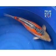 Shusui Tanaka 60 Bu Male Ikan Koi Import Sertifikat Breeder 050