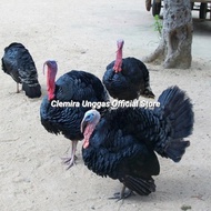 Ayam Kalkun Black Spanish / Kalkun Black Spanish / Kalkun / Turkey