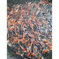 [ Bibit Ikan Koi Blitar Sz 3-5Cm Harga Grosir Langsung Dari Petani ]