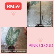 🍇CALADIUM PINK CLOUD🍇 rare id, caladium thai, holand, usa, kampung, pokok bunga keladi hiasan viral (ZURA GARDEN)