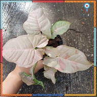 เงินไหลมาด่างขาว , ออมชมพู pink spot , syngonium สินค้ามีจำนวนจำกัด