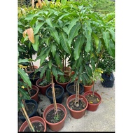 Mango fruits tree 1.2/1.5/1.8/2meter height Nam Dok Mai Thailand  gold and sweet species tree free f