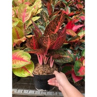 AGLAONEMA TIARA INDUK NEW PRODUCT!!