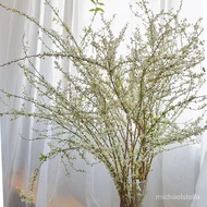 Green Plant Winter Hydroponic Plant Hydroponic Indoor Dry Branch Hydroponic Fontanesia Willow Branch