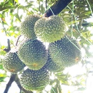 Baja Pokok Durian 13 in 1 ⭐️⭐️⭐️⭐️⭐️