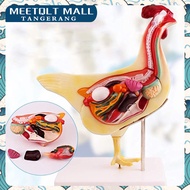Animal Chicken Anatomy Teaching Model-Chicken Anatomy Model-Cross Section Chicken Model science Clas