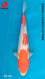 BEST Ikan Koi Import KOHAKU 44 cm Sertifikat DAINICHI Koi Farm JEPANG