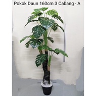 Monstera pokok hiasan