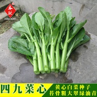 Will Seeds Four Nine Vegetable Heart Seeds 7g Emerald Green Oil Green Base Greenhouse Planting Veget