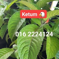 Anak Pokok Ketum Ayam / Trichanthera gigantea /mandre de agua