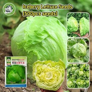500 Pcs/bag High Yield Benih Salad Iceberg Lettuce Seeds Iceberg Lettuce Salad Seeds Organic Vegetab