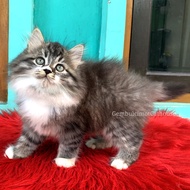 Kucing Kitten Persia Mainecoon Tabby Betina