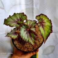 Begonia rex escargot/Tanaman begonia keong