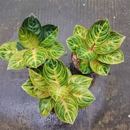 aglaonema rinjani