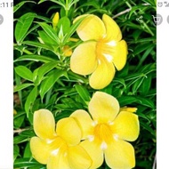 2 KERATAN BATANG POKOK BUNGA ALAMANDA KUNING 2 PCS OF STEM CUTTING YELLOW ALAMANDA FLOWER