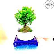 Pot of Kokedama male cypress plant - feng shui plant for the table.